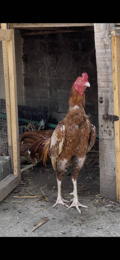 Peela Amroha breed