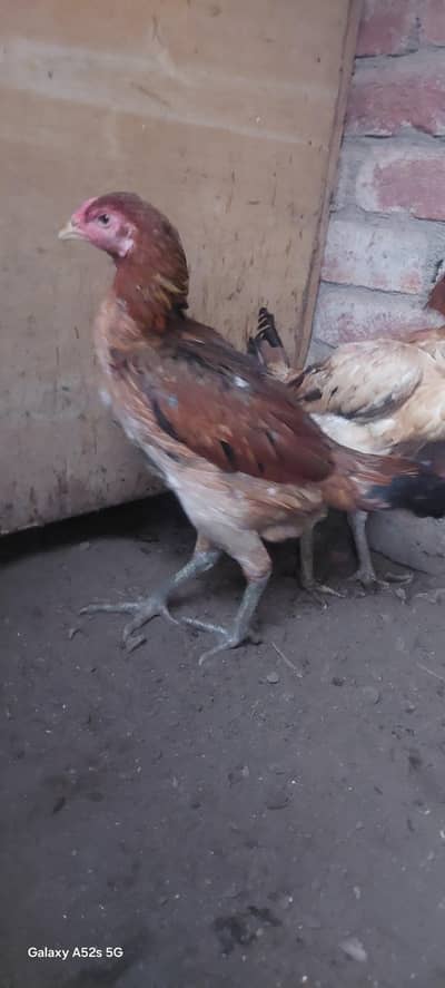 pkoy gamer pair available