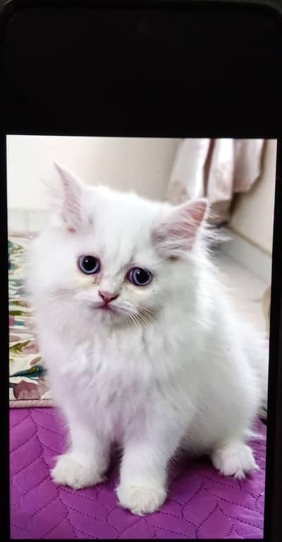 Persian kitten