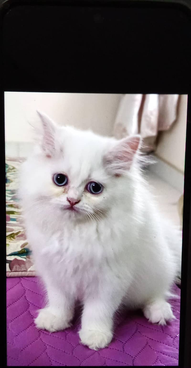 Persian kitten 0