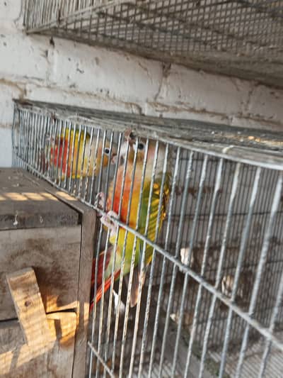 yellow sided High red factor pineapple conure