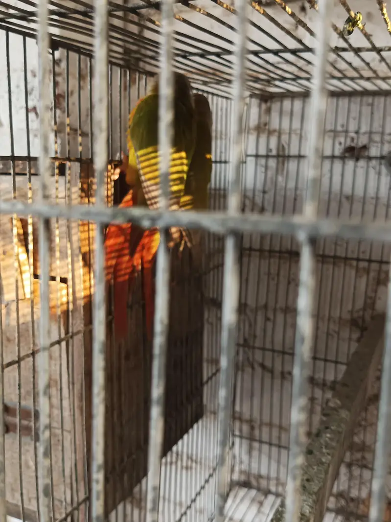 yellow sided High red factor pineapple conure — photo 3