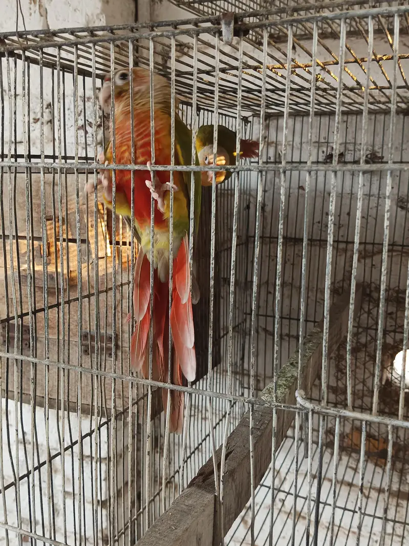 yellow sided High red factor pineapple conure — photo 4