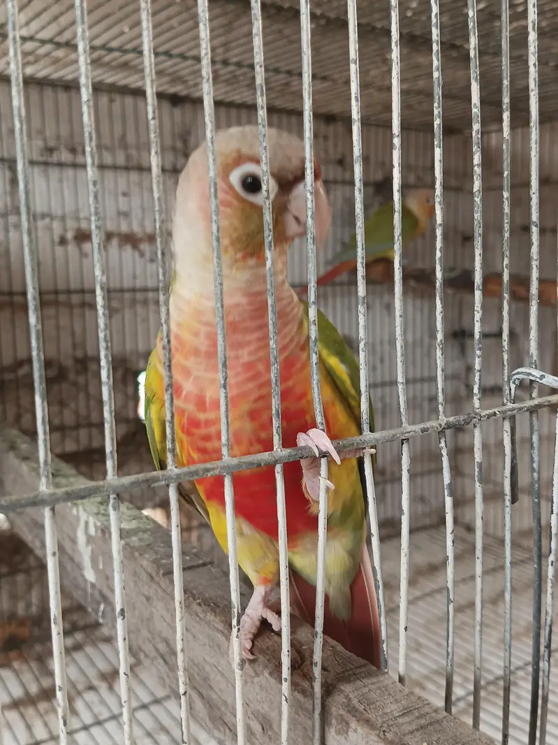 yellow sided High red factor pineapple conure — photo 5