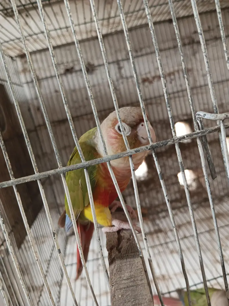 yellow sided High red factor pineapple conure — photo 6
