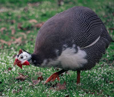 Guineafowls chakoor
