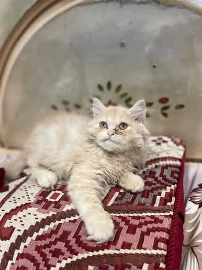Persian kittens for sale