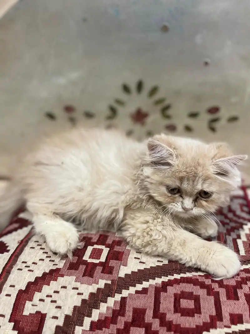 Persian kittens for sale — photo 2