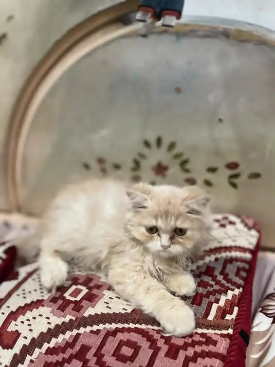 Persian kittens for sale — photo 3