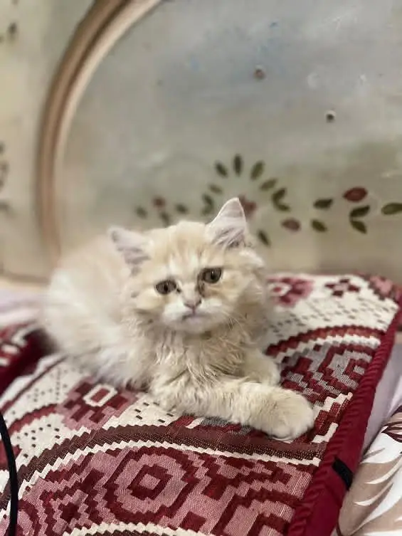Persian kittens for sale — photo 4