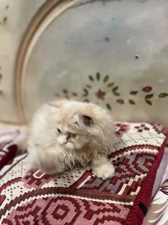 Persian kittens for sale — photo 5