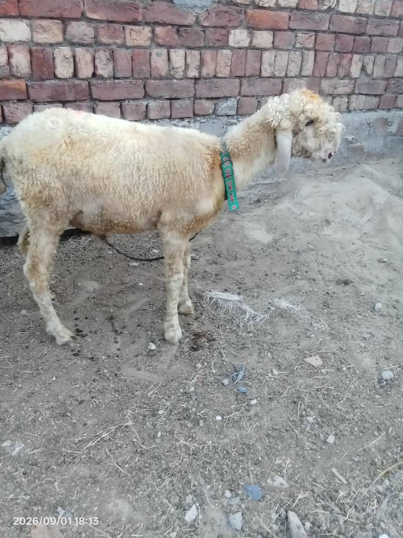 Desi chatra 1
