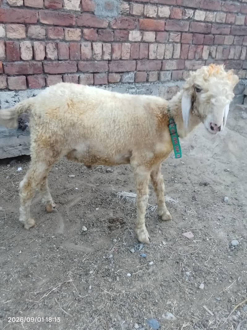 Desi chatra 2