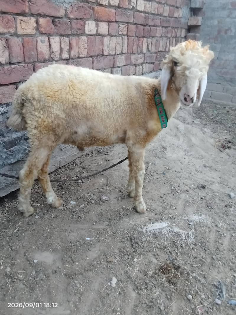 Desi chatra 3