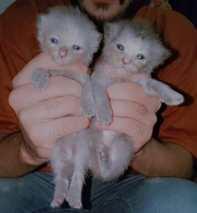 Solid Grey Persian Kitten - Blue Eyes - Double Coat - Healthy