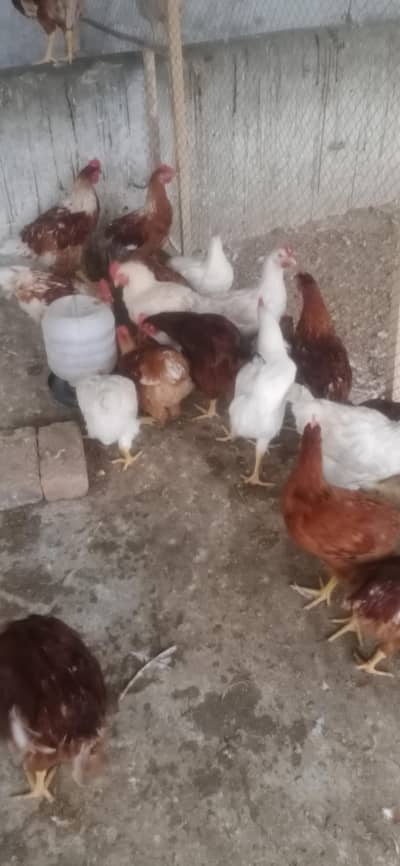 Lohman + Australorp + Golden + Desi Rooster