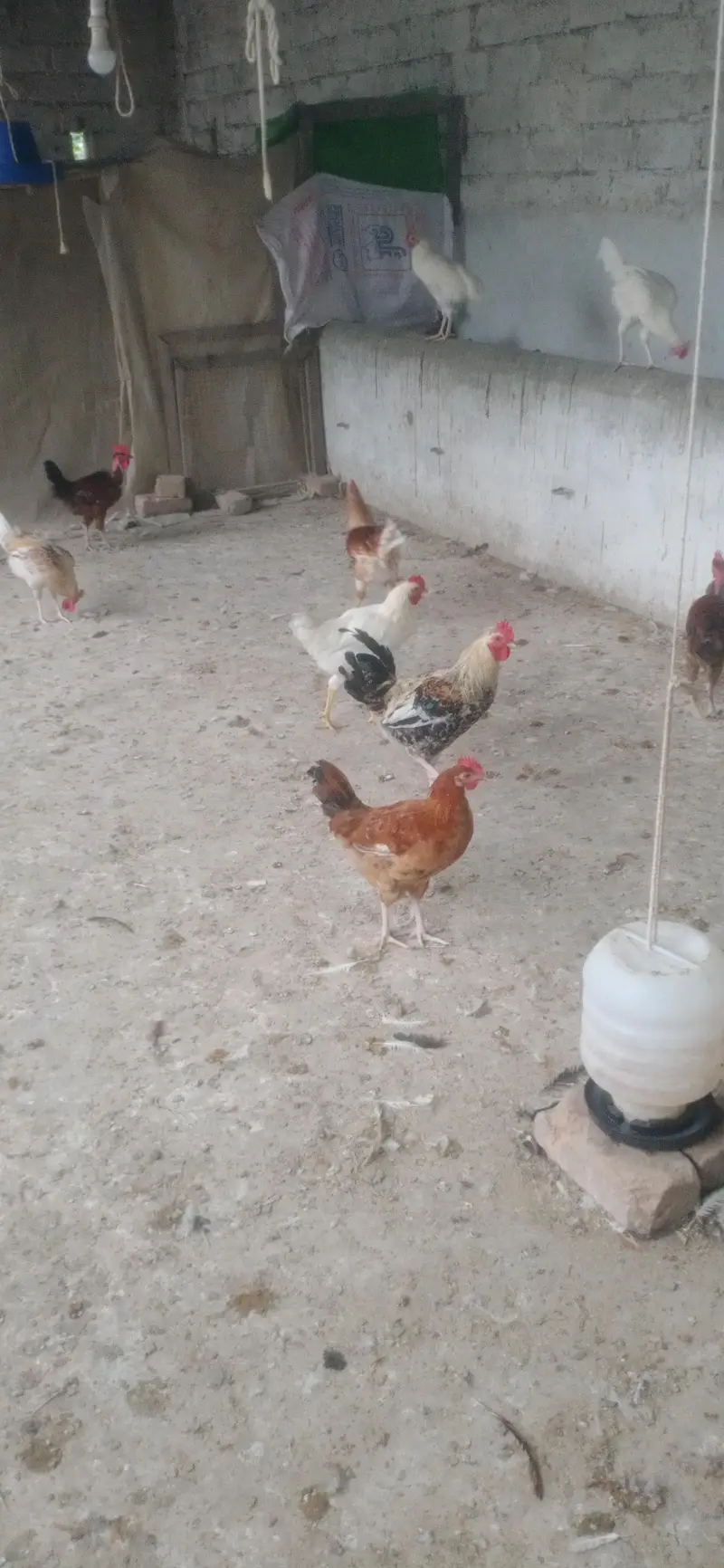 Lohman + Australorp + Golden + Desi Rooster — photo 2