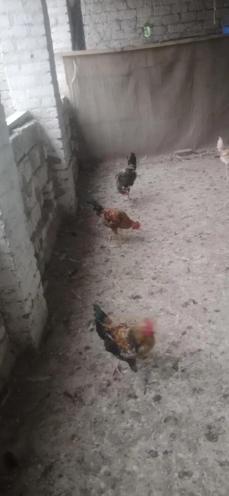 Lohman + Australorp + Golden + Desi Rooster — photo 3