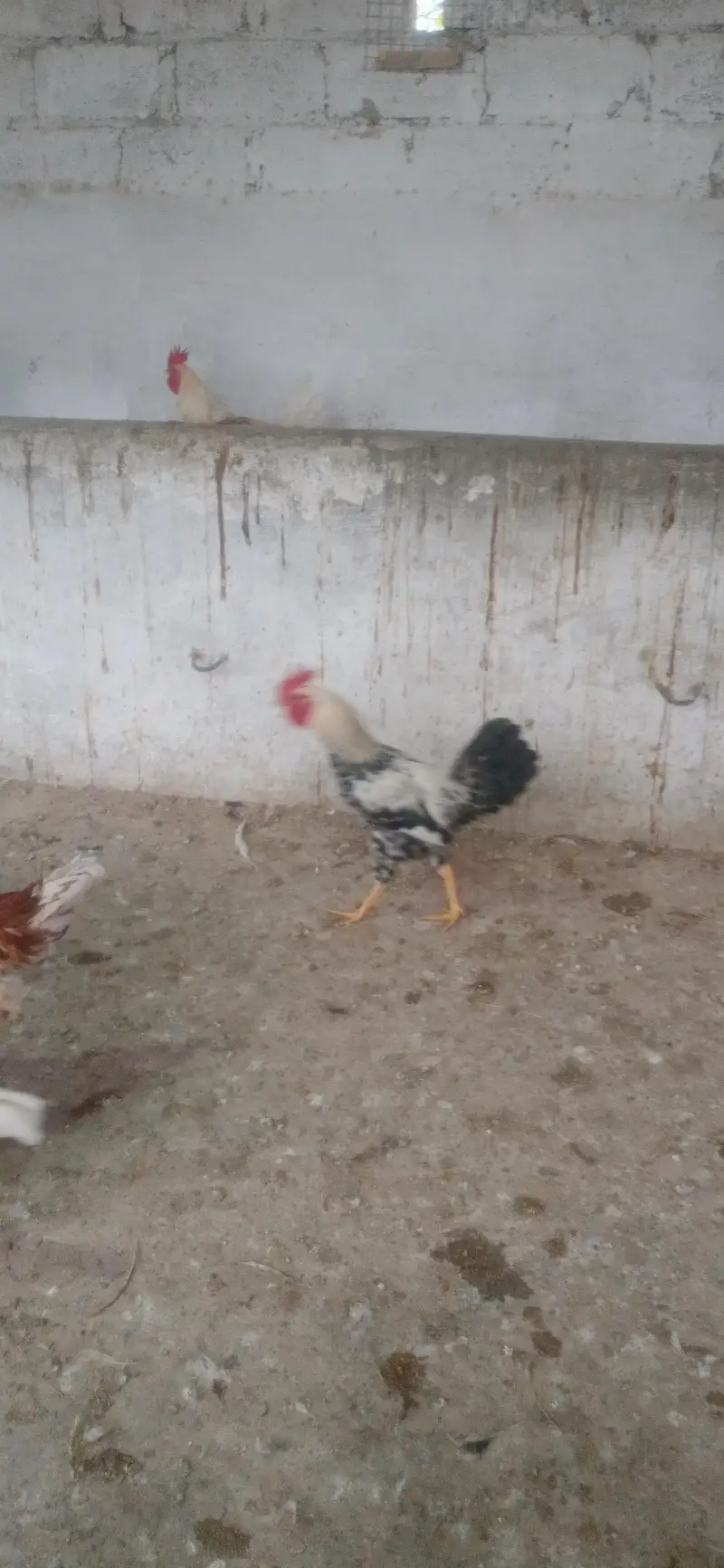 Lohman + Australorp + Golden + Desi Rooster — photo 4