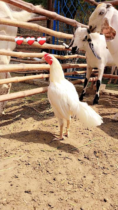 White Aseel Pair