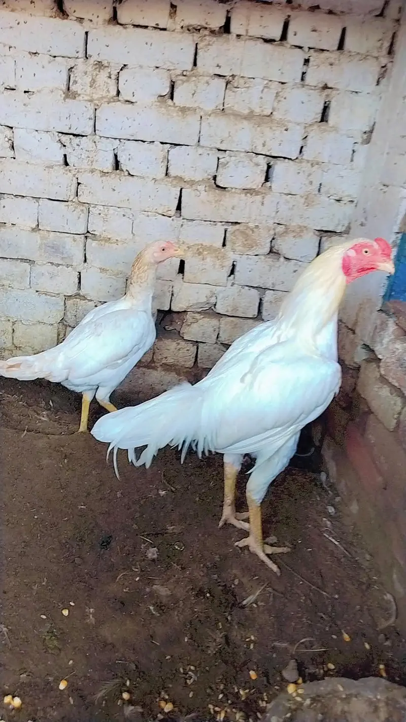 White Aseel Pair — photo 2