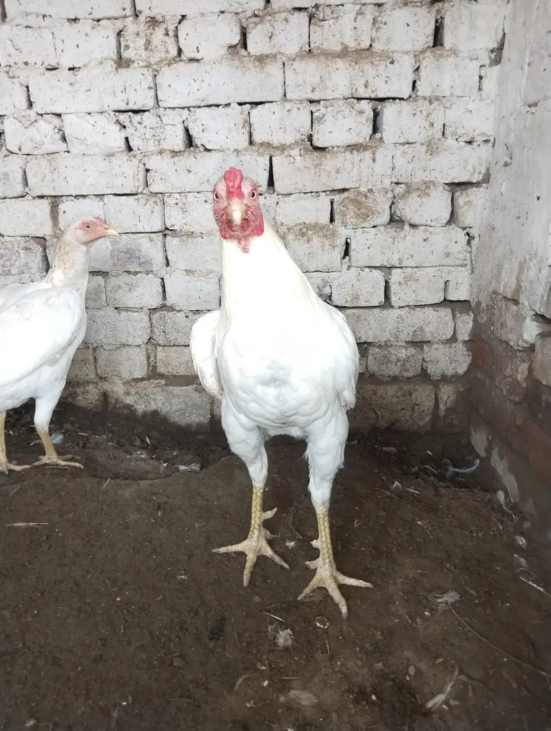 White Aseel Pair — photo 3