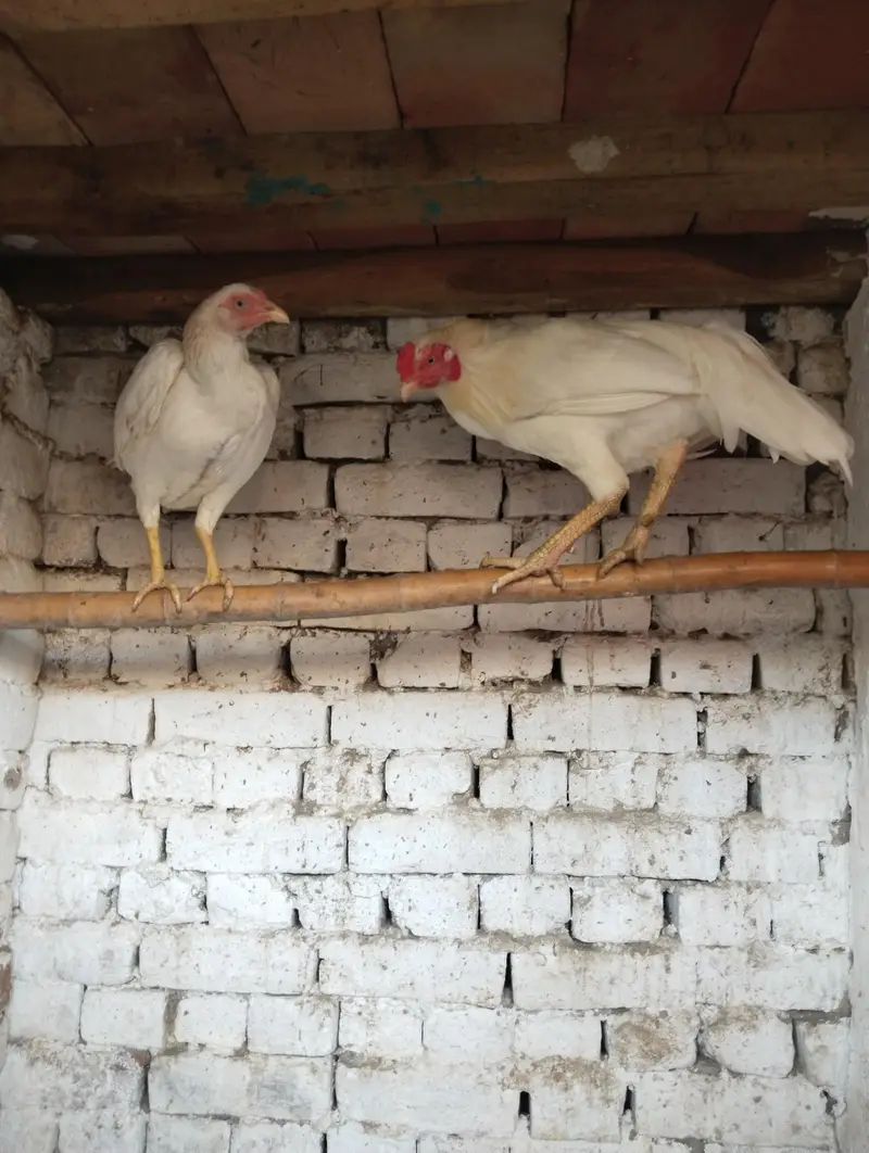 White Aseel Pair — photo 4