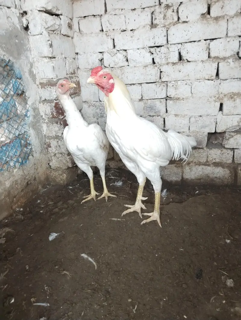 White Aseel Pair — photo 5