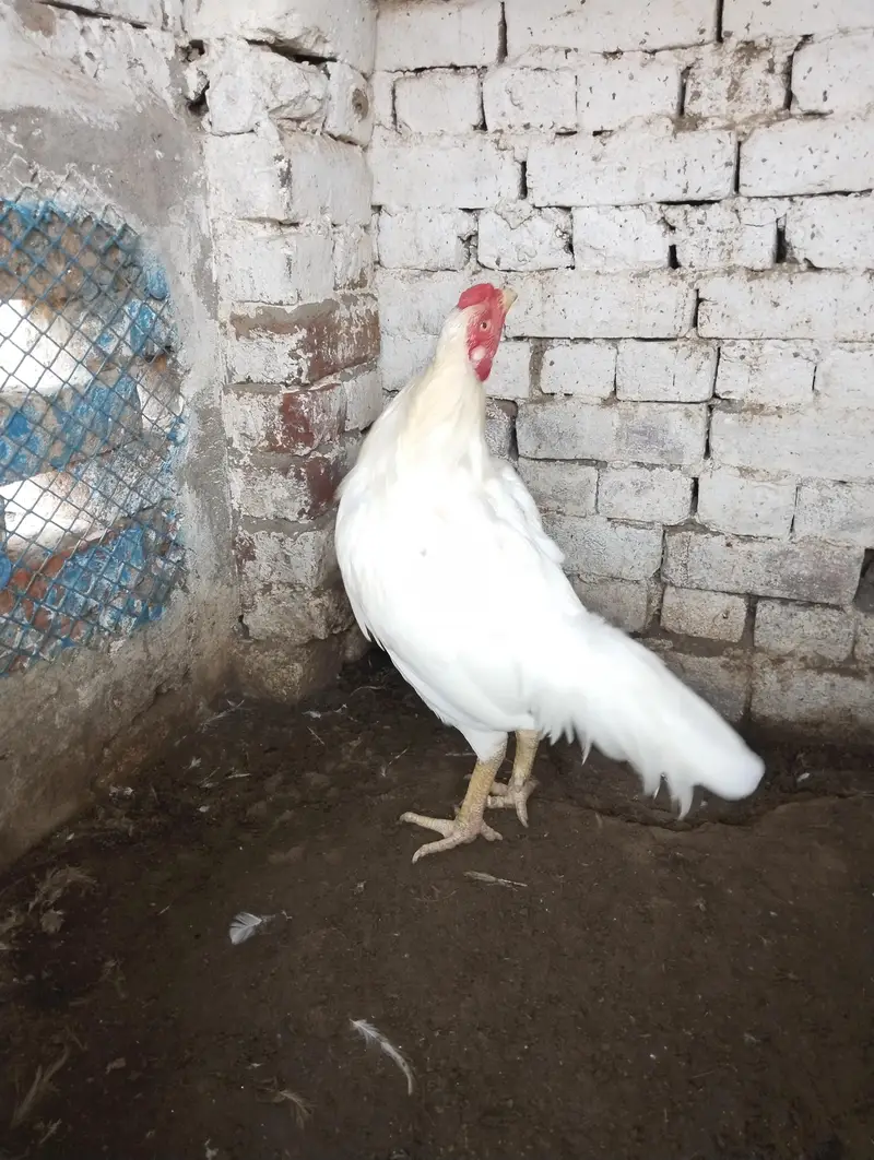 White Aseel Pair — photo 6