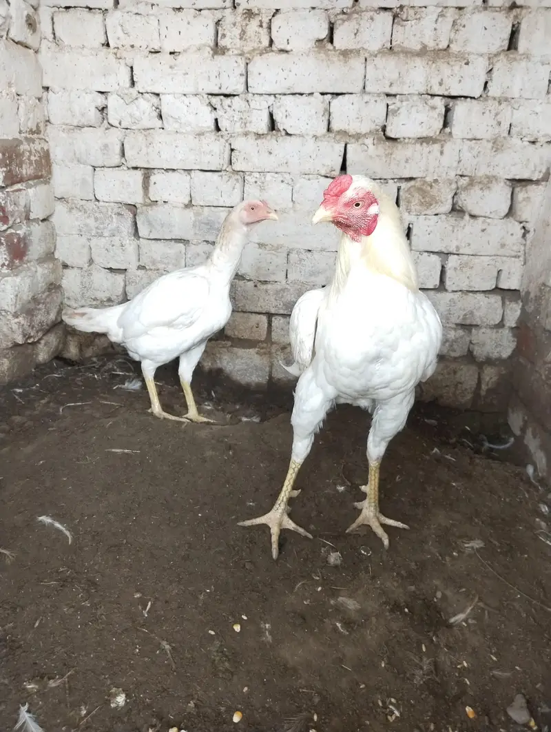 White Aseel Pair — photo 7