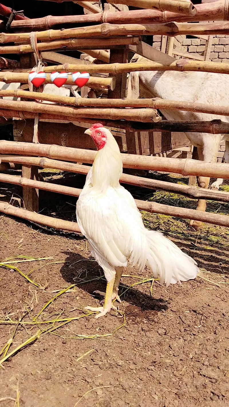 White Aseel Pair — photo 8