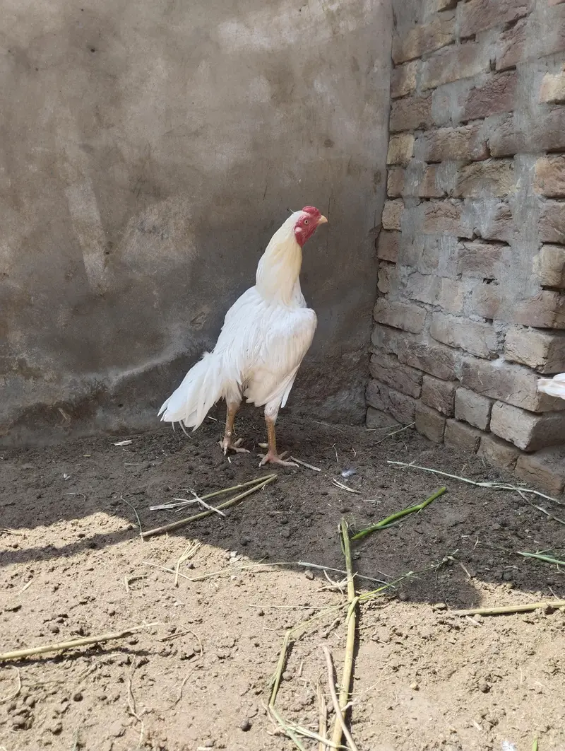 White Aseel Pair — photo 9