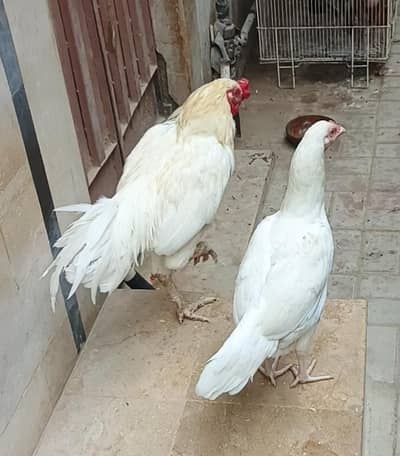 Heera aseel pair