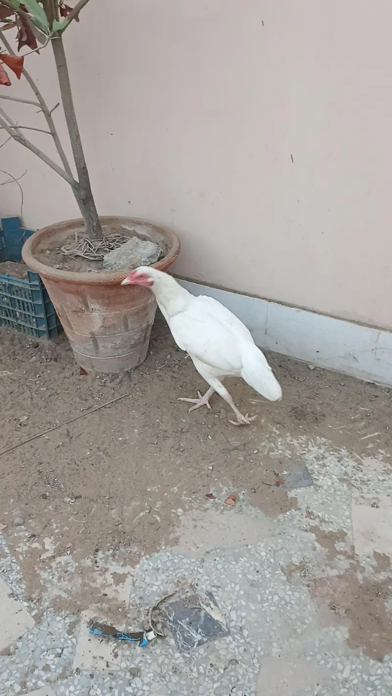 Heera aseel pair — photo 3