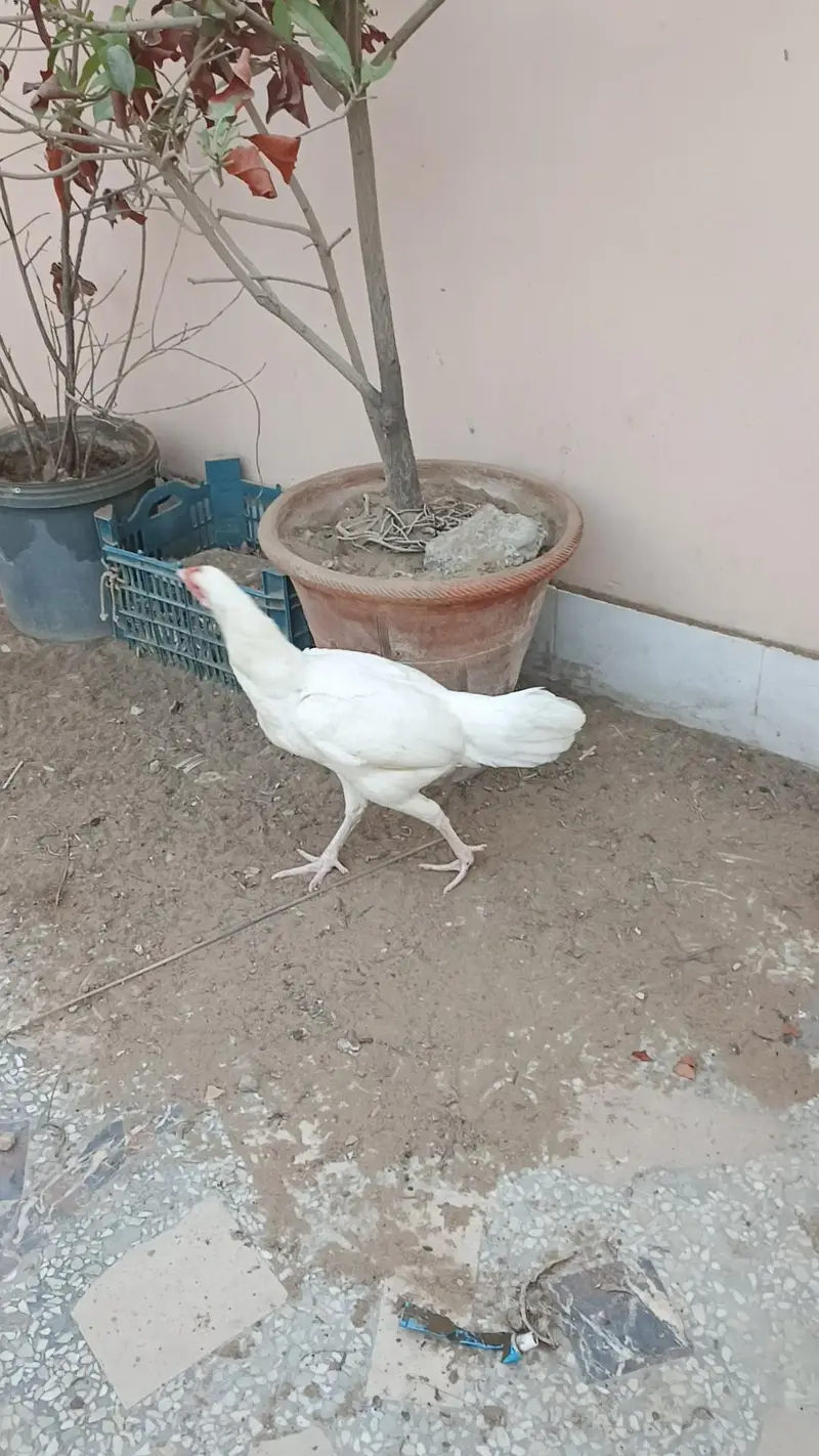 Heera aseel pair — photo 4
