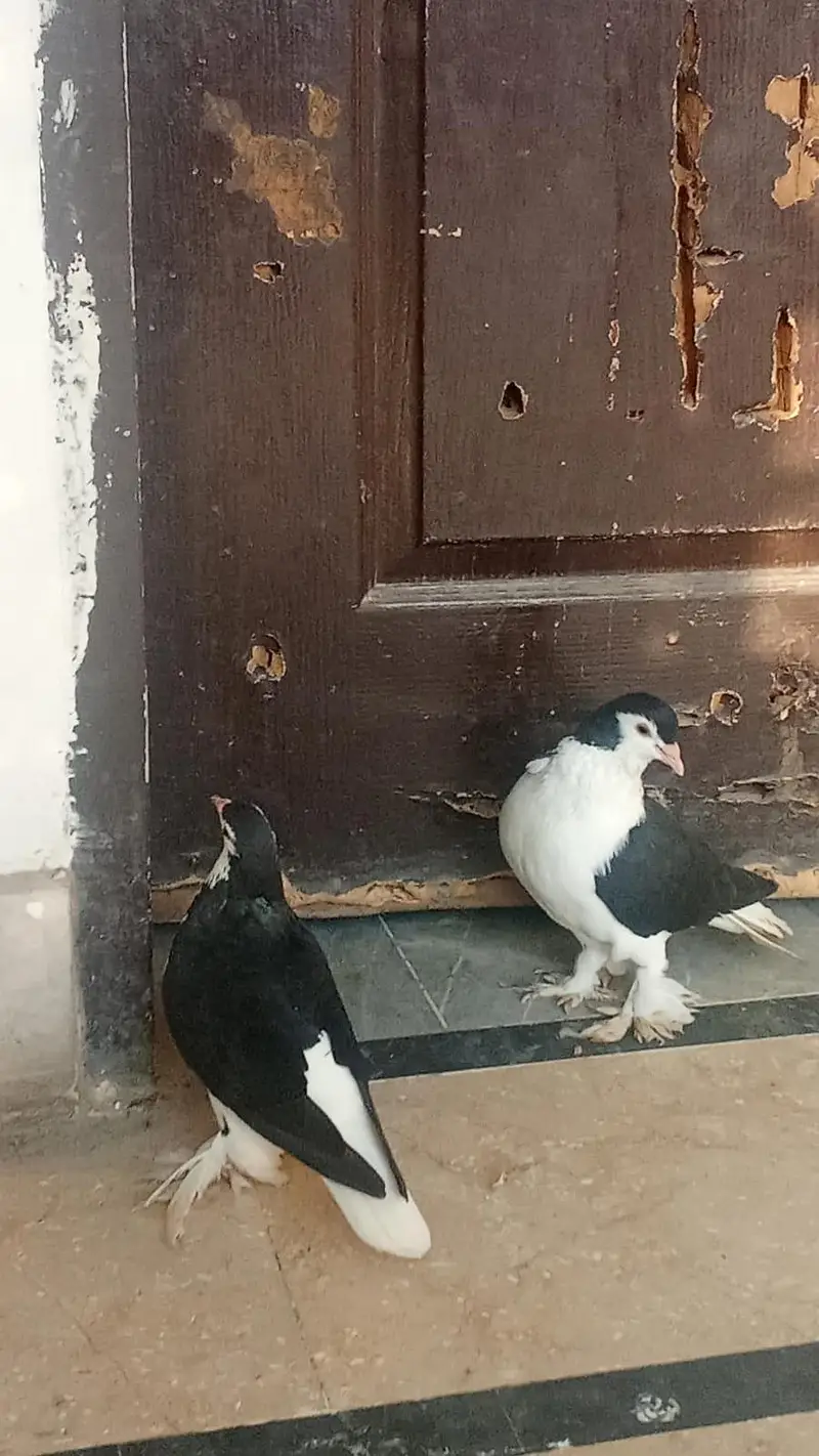 2 paid siyah sherazi — photo 5