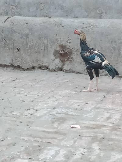 3 Aseel Murga (patha)