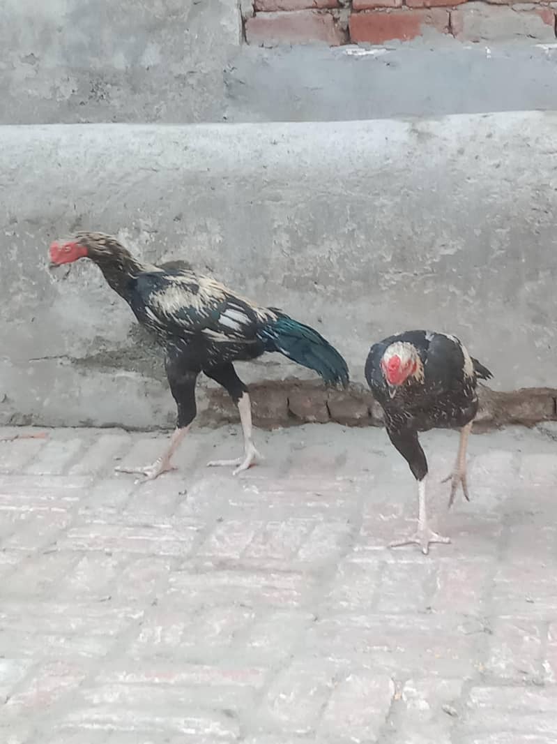 3 Aseel Murga (patha) 1