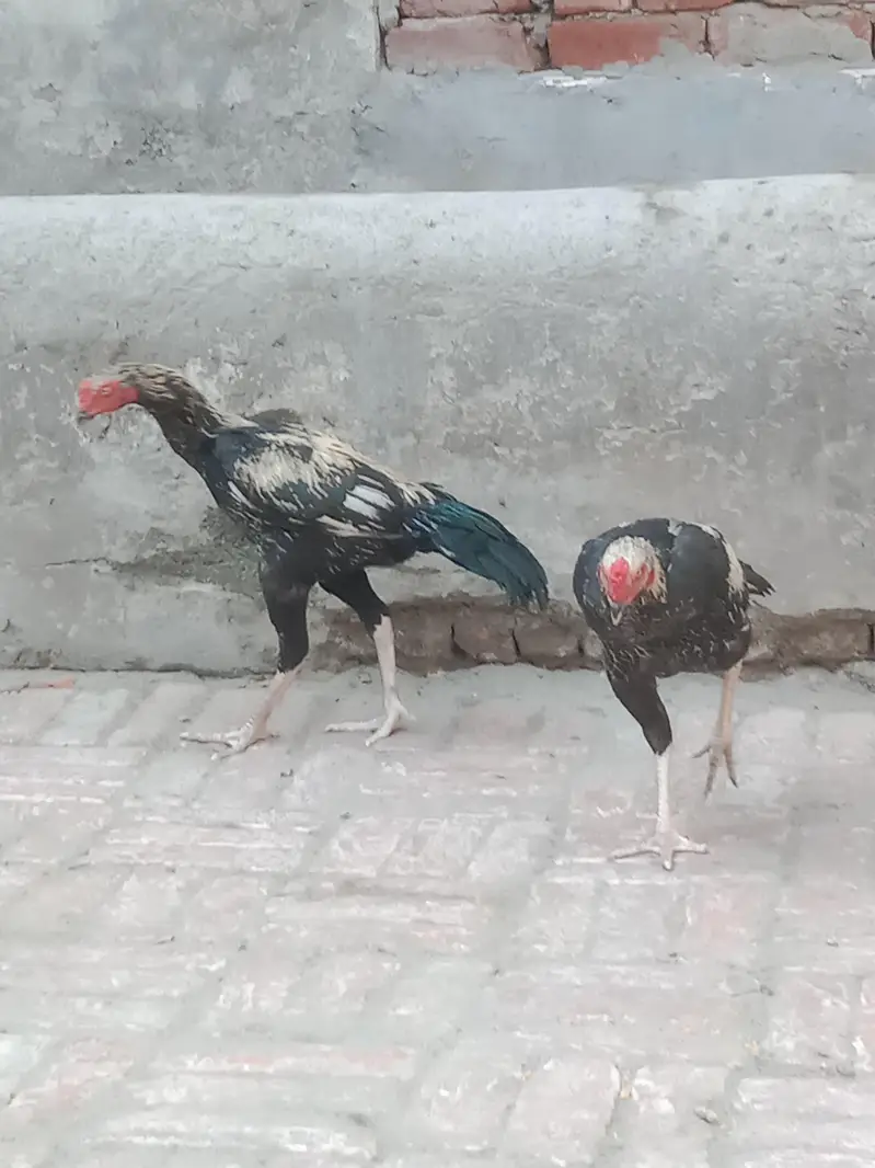3 Aseel Murga (patha) — photo 2