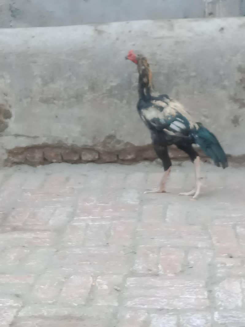 3 Aseel Murga (patha) 2