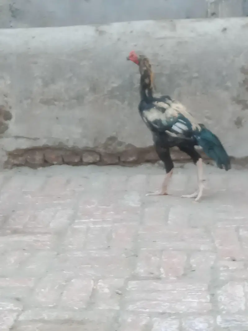 3 Aseel Murga (patha) — photo 3