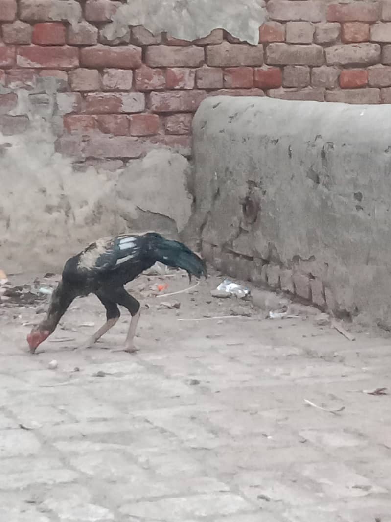 3 Aseel Murga (patha) 3