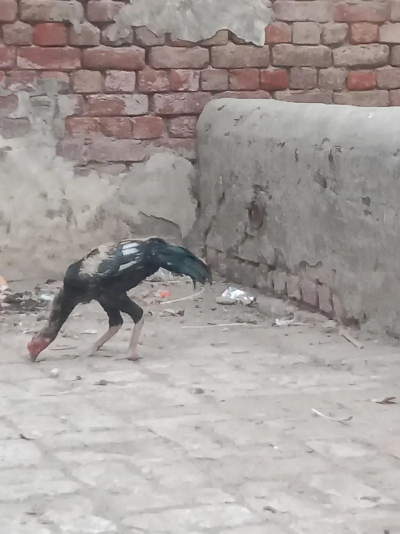 3 Aseel Murga (patha) — photo 4