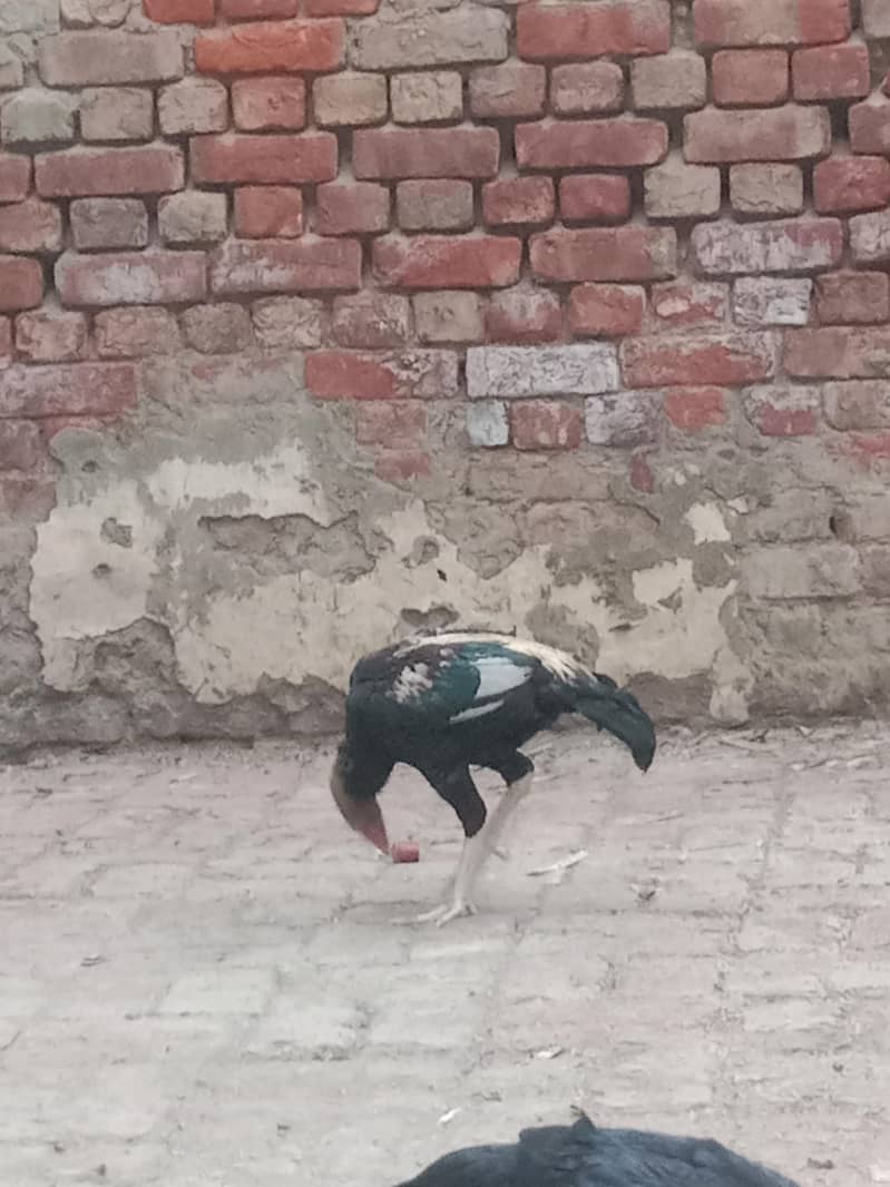 3 Aseel Murga (patha) 4