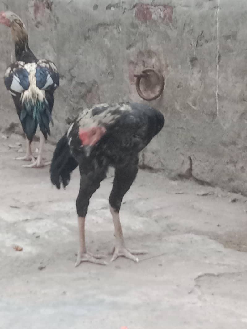 3 Aseel Murga (patha) 5