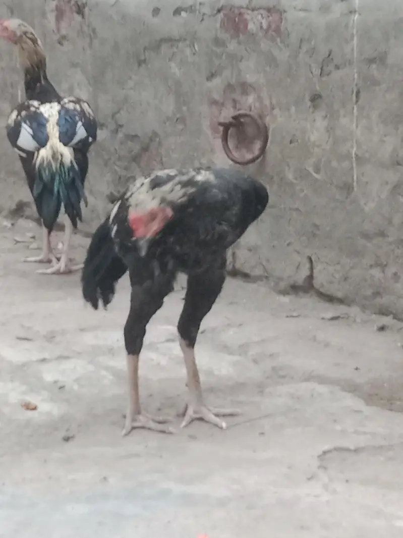 3 Aseel Murga (patha) — photo 6
