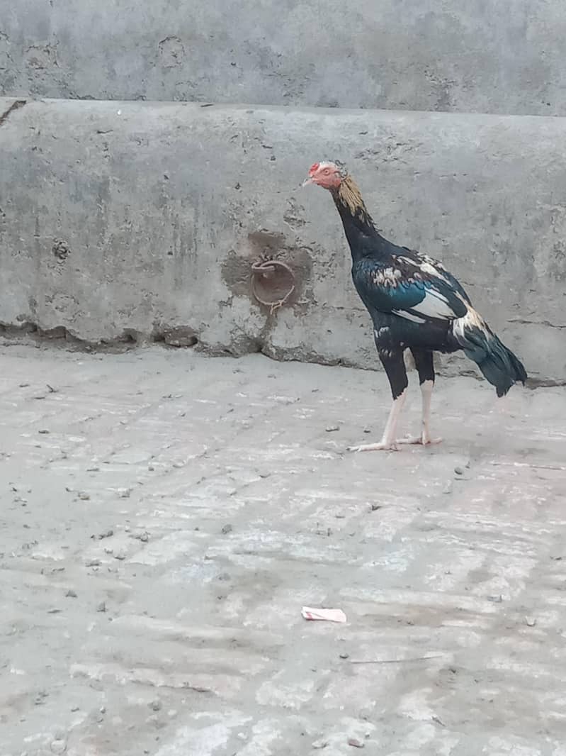 3 Aseel Murga (patha) 6