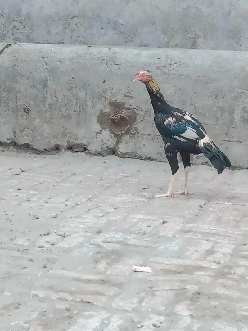 3 Aseel Murga (patha) — photo 7