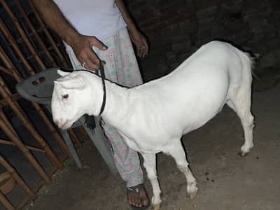Teddy Russian female goat for sale
