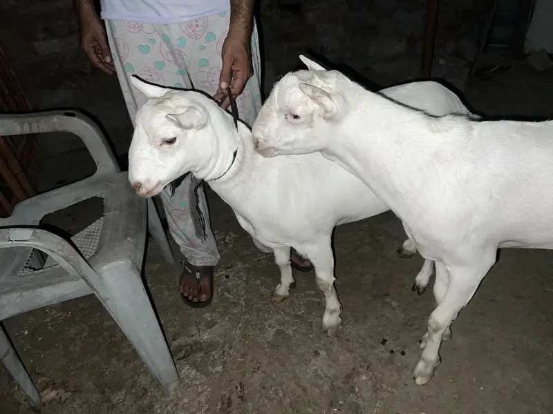 Teddy Russian female goat for sale — photo 2